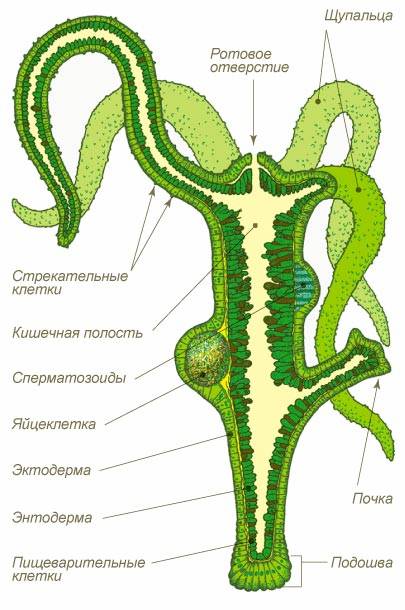 Кракен тор текст